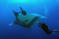 manta and arnie 2.jpg