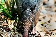 Armadillo-2.jpg