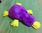 Platy_edited.jpg