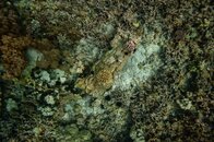 20100321_Honaunau_0002-2.jpg