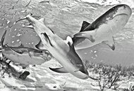 TigerSharksBWSMElarge.jpg
