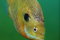 indigobluegill.jpg