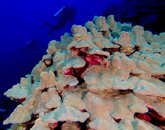IMG_5238.jpg