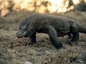 komodo-dragon_599_600x450.jpg