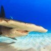 hammerhead-shark-300dpi-100x100.jpg