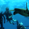 Ray-Hernandez-turtle-100x100.png
