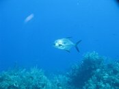 fish.jpg