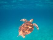Turtle3.jpg