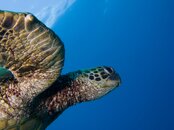 Turtle.jpg