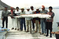 Oarfish.jpg