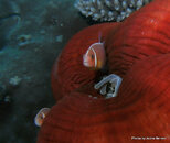 PICT1108A.JPG