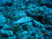IMG_0220.jpg