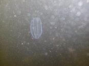 jellyfish 4-7-2010 FT Weth. 20 ft.jpg