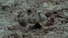 Fish-ID-03.jpg