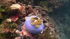 Fish-ID-01.jpg
