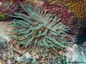 Anenome_Crabs_Shrimp_PS.jpg