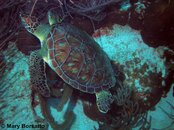 Turtle 2_PS.jpg