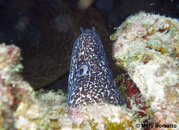 Spotted Eel_PS.jpg