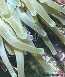 Anenome_Shrimp 2_PS.jpg