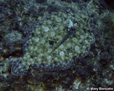 Peacock Flounder_PS.jpg