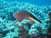 IMG_0733.jpg