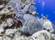 roatan_4.jpg