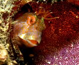 blenny with eggs.jpg