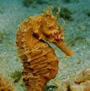 seahorse0410.JPG