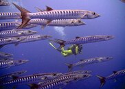 Barracudas.jpg