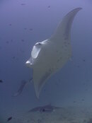 Mantas.JPG