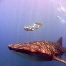 Whale shark.JPG