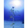 Ocean-Frontiers-Coral-100x100.jpg