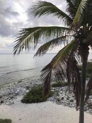 Winta palm tree.jpg