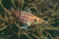 hawkfish1 - Scuba Board.jpg