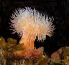 Orange Anemone 2.jpg