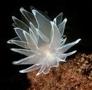 Alabaster Nudibranch             Dirona Albolineata.jpg