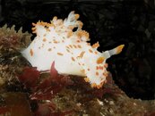 Orange Spotted Nudibranch  Triopha Catalinae.jpg