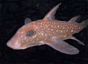 Ratfish                                      Hydrolagus Colliei.jpg