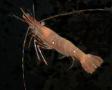 Spotted Shrimp  Pandalus Platyceros.JPG