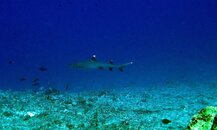 shark1.jpg
