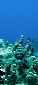 fish.3.jpg