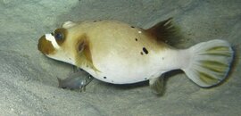 puffer.jpg