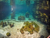 With Fisheye.JPG