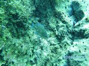 Dive Pics 09-10 129.jpg