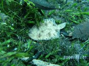 Dive Pics 09-10 193.jpg