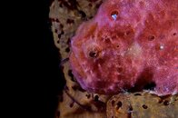 176 Frog Fish.jpg