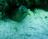 Nautilus Explorer - Sea Of Cortez 311.jpg