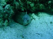 Nautilus Explorer - Sea Of Cortez 313.jpg