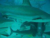 shark dive 015.jpg