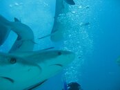 shark dive 047.jpg